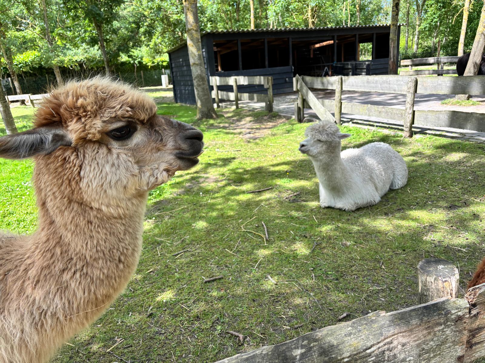 Foto bij review van Landgoed Hoenderdaell
